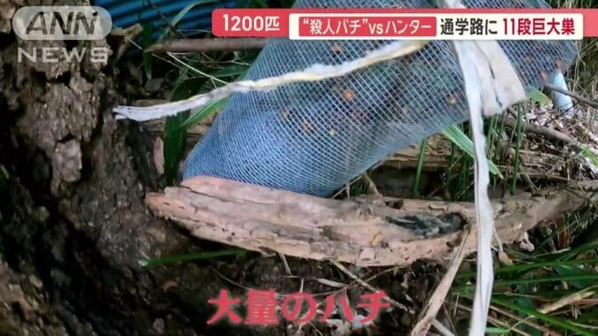 金網の中には大量のハチ