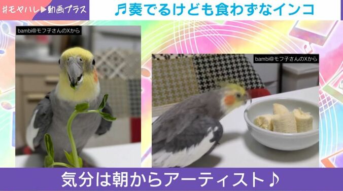 オカメインコ「ムギ」くん