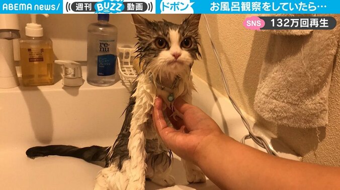 「絶対に押すなよ…」浴槽に頭から“ドボン”の猫 変わり果てた姿が妙にじわる 1枚目