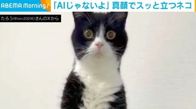 たろうくん