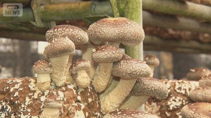 食用キノコでも食中毒に注意　加熱足りず「シイタケ皮膚炎」発症　安全に食べるには？ 1枚目