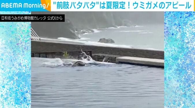 ウミガメ