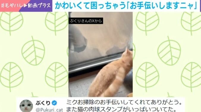 子猫のミクくん