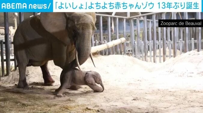足で赤ちゃんゾウの場所を確認する母親