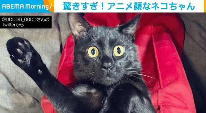 飼い主のくしゃみに驚いた猫の“面白リアクション”に「アニメみたいな顔」「100点満点」と称賛の声 1枚目