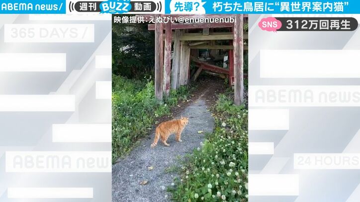 異世界へ案内？ 不思議すぎる動きをする猫が見つかる 「ジブリの世界観」「本当は人間なんじゃ…？」