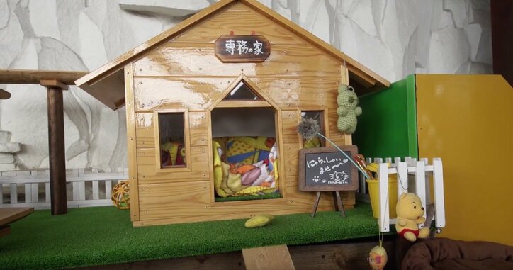 「お待ちしておりましたニャ」旅人を癒す伊豆のモフモフ猫たち