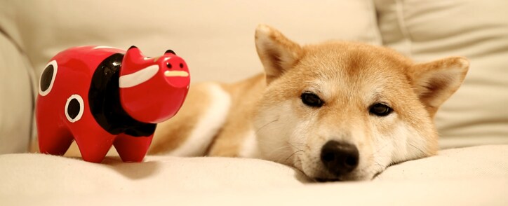 柴犬だいふく VS 赤べこさん 上下に動く首に「友達になれるかな…?」