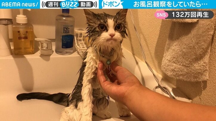 「絶対に押すなよ…」浴槽に頭から“ドボン”の猫 変わり果てた姿が妙にじわる