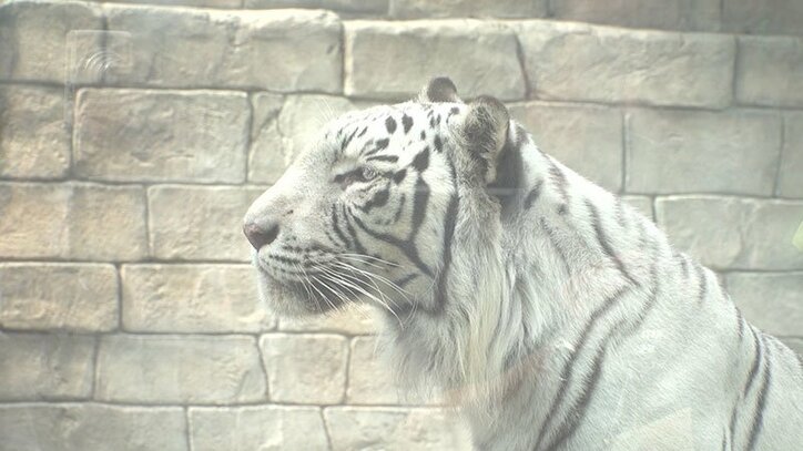 動物たちの可愛すぎる“食事タイム”に密着! ホワイトタイガーこだわりのディナーとは?