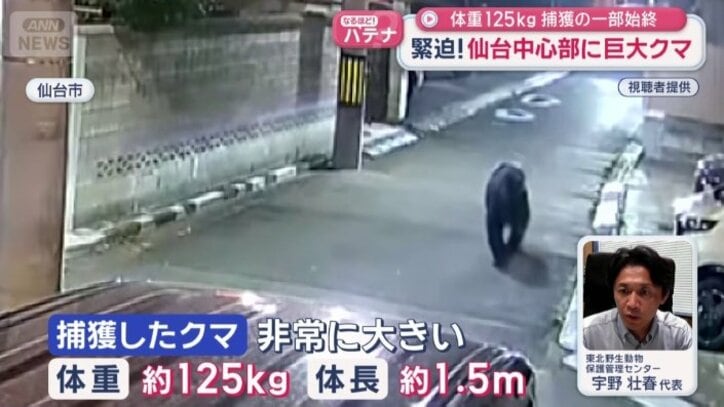 「捕獲したクマは非常に大きい」