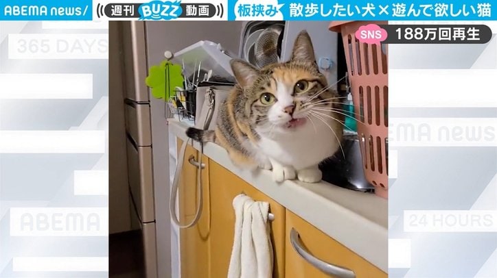 散歩したい犬、遊んで欲しい猫 “至福”の板挟みに「どうしたらいいの…」飼い主が下した決断に反響