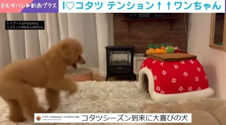 トイプードルのプーチンくん