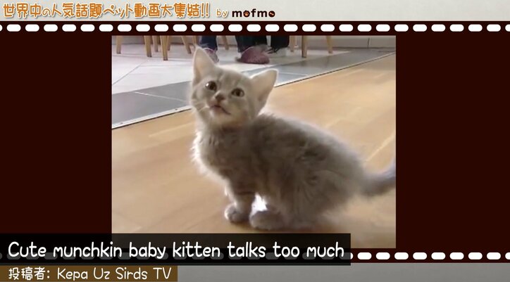 「手の上で熟睡中ニャ」可愛い猫&犬が大集結 『mofmo』とのコラボ番組をAbemaTVで放送