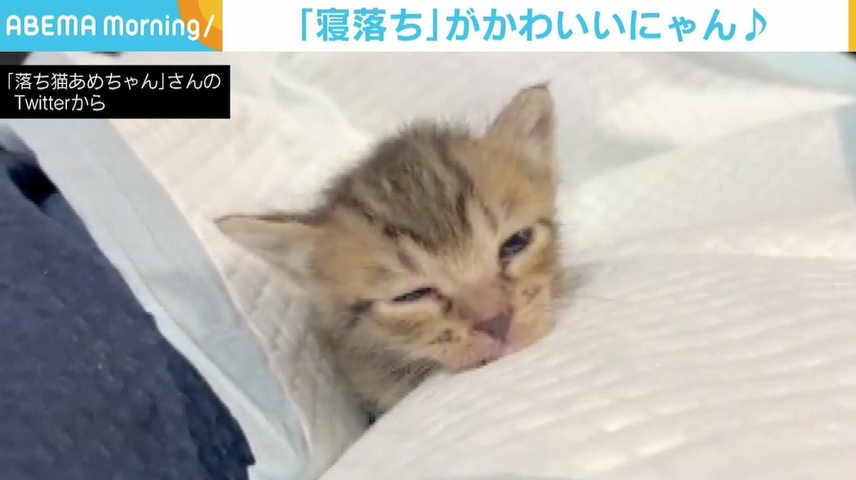保護後2日目に膝の上でウトウト 子猫の天使級の 寝落ち に大反響 守りたいこの寝顔 Abematimes Goo ニュース