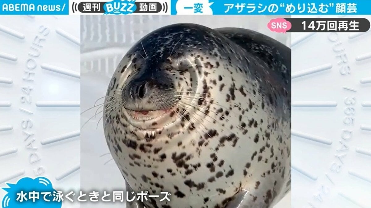 つぶれたあざらし アザラシの“めり込む”顔芸 「凹みすぎてる」「まるでサスペンス」と