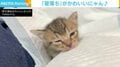 保護後2日目に膝の上でウトウト 子猫の天使級の“寝落ち”に大反響 「守りたいこの寝顔」