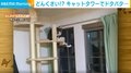 不器用さが可愛い!! キャットタワーに“初挑戦”するおっかなびっくりな猫の姿に飼い主ほっこり