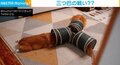 Y字トンネルに3方向から侵入した犬猫3兄弟 合流地点で巻き起こる“睨みあい”が話題