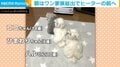 寒い朝に暖をとる犬の家族 ヒーター前に整列するも年功序列でない“微笑ましい理由”に反響