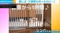脱走防止柵を設置1時間ですり抜ける猫 柵の向こう側でみせた“表情”に「猫は液体だから…w」「ドヤ顔かわえぇ」と反響