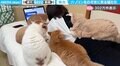 作業は進まんけど“幸福感”に満ちてる…!パソコンを見ていると、猫5匹に取り囲まれる映像がSNSで話題!「母吸いしてるよねw 」「ハーレムだ…!」