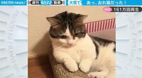 【映像】「あ、オレ猫だった」驚きの行動