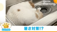 【映像】シンクの中で“おやすみモード”の猫