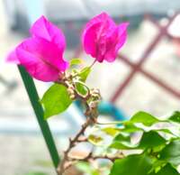 川﨑花音『夢の一口ちょうだい（笑）』