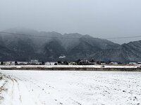 チェリー吉武『今日のチェリ子』