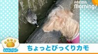 【映像】散歩していたら…カモに急接近され“尻込み”する犬