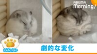 【映像】ハムスターの“劇的な変化”