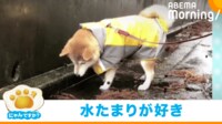 【映像】飼い主の“早く帰ろう”を完全無視する柴犬