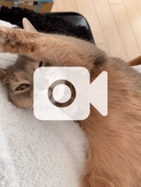 桃『私たちカップルの会話のほとんどをしめている』