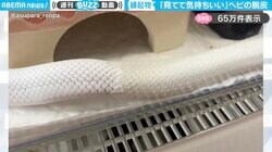 縁起物！？白ヘビの脱皮する瞬間の動画に「ストッキングよりスルスル脱げてる〜！」「ご利益ありそう」と反響