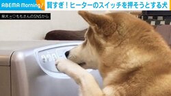 賢すぎる!! 寒い日にヒーターのスイッチを押そうとする犬の姿に「学習能力すごいねー」「優秀過ぎます」と絶賛の声