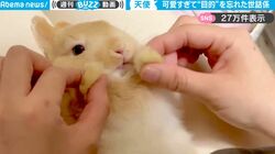 生後およそ2カ月のウサギがはじめて仰向けに！完全にぬいぐるみと化したかわいすぎる姿に反響
