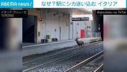 シカが線路上で激走!? まさかの事態に列車が一時停止 イタリア