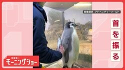 「おさかないらない」　魚を拒否する赤ちゃんペンギン　イヤイヤ期なの？　本音は…