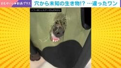 未知の生物!? 自ら作った“のぞき窓”から口を出す犬の姿に癒される