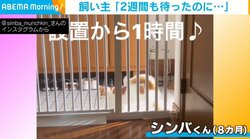 脱走防止柵を設置1時間ですり抜ける猫 柵の向こう側でみせた“表情”に「猫は液体だから…ｗ」「ドヤ顔かわえぇ」と反響