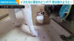 2匹の犬に囲まれ大ピンチ!? 段ボール箱の中に入る猫を襲った“ある理由”に「ワンコたちやさしい」「仲間思い」とほっこり