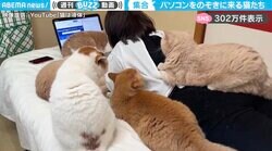 作業は進まんけど“幸福感”に満ちてる…！パソコンを見ていると、猫5匹に取り囲まれる映像がSNSで話題！「母吸いしてるよねw 」「ハーレムだ…！」