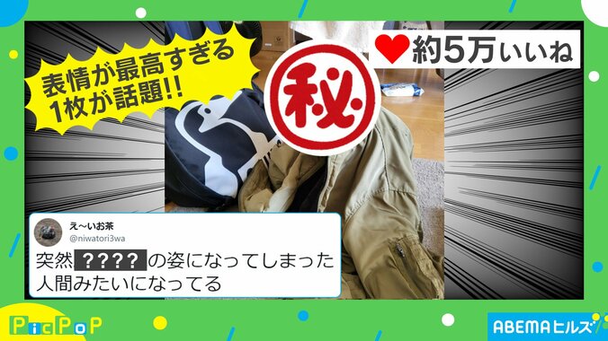 上着をかけられたニワトリの“じわる表情”に「ボケてのお題にぴったり」 と爆笑と称賛の声 1枚目