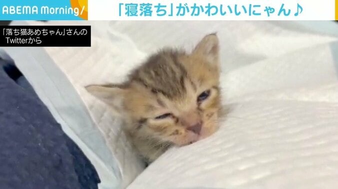 保護後2日目に膝の上でウトウト 子猫の天使級の“寝落ち”に大反響 「守りたいこの寝顔」 1枚目