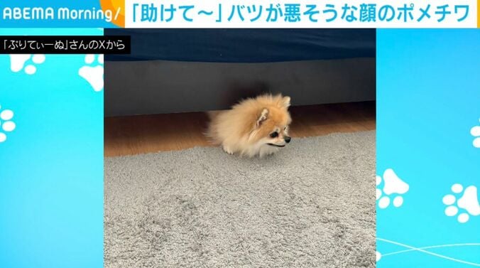 ポメチワのそるくん