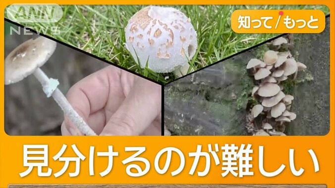 キノコが豊作で毒キノコも豊作　千葉の公園に「殺人キノコ」　各地で食中毒相次ぐ 1枚目