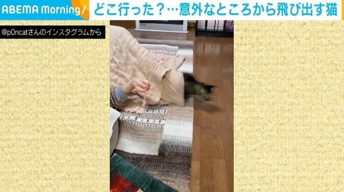 姿を消したと思ったら、体育座りの足の間からスッ 飼い主もハマる愛猫の“ルーティン” 1枚目