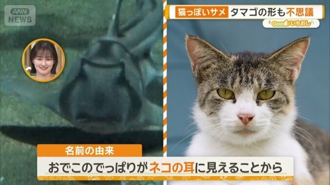 ネコザメ（左）