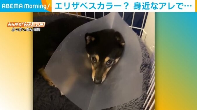 けがした愛犬のため機転を利かした飼い主 家にあるもので代用したエリザベスカラーが話題 1枚目